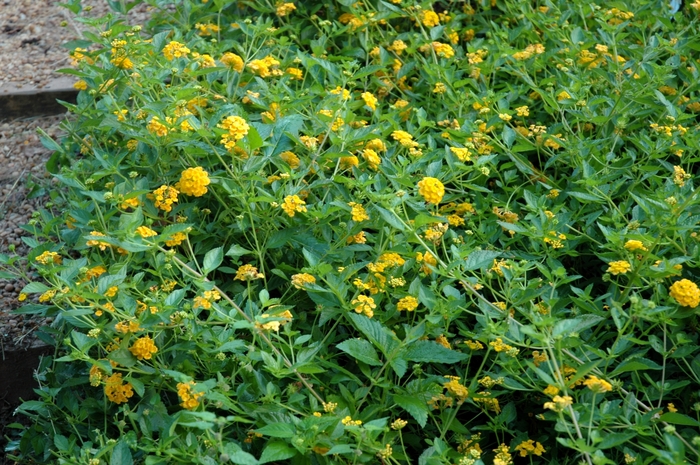 'New Gold' - Lantana camara from Robinson Florists