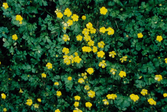 Buttercup - Ranunculus repens from Robinson Florists