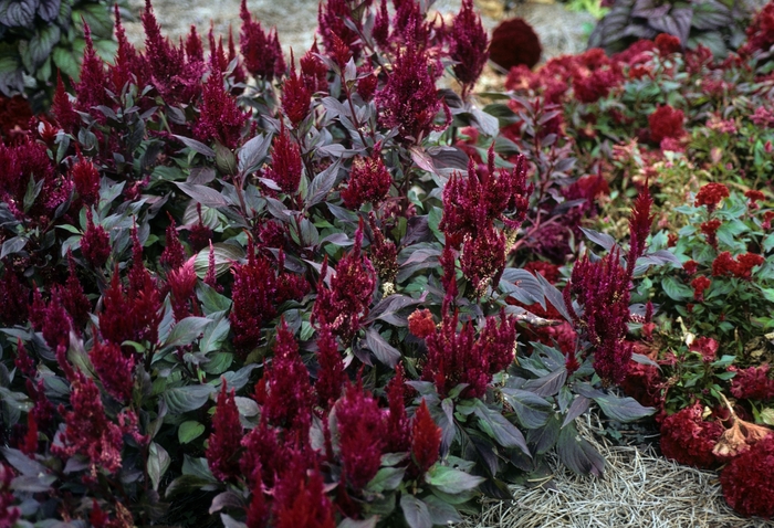 'New Look' Cockscomb - Celosia argentea var. plumosa from Robinson Florists