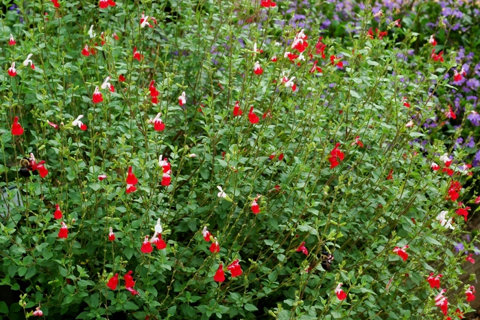 'Hot Lips' Sage - Salvia microphylla from Robinson Florists