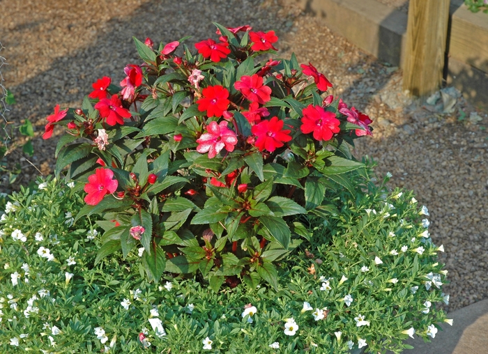 SunPatiens® Red - Impatiens from Robinson Florists