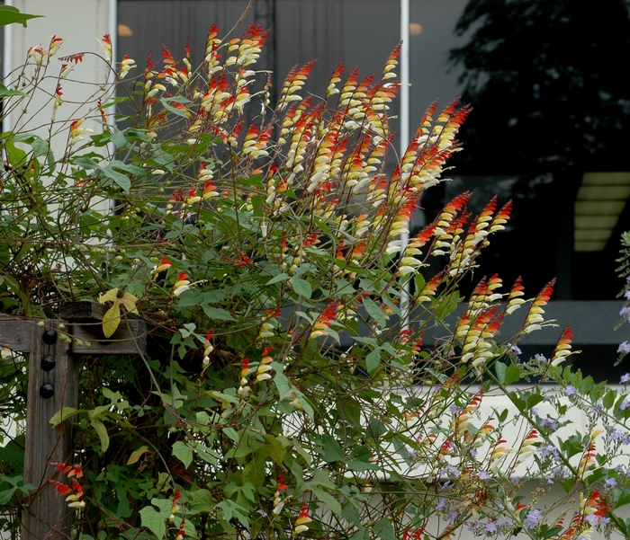 Spanish Flag - Mina lobata from Robinson Florists