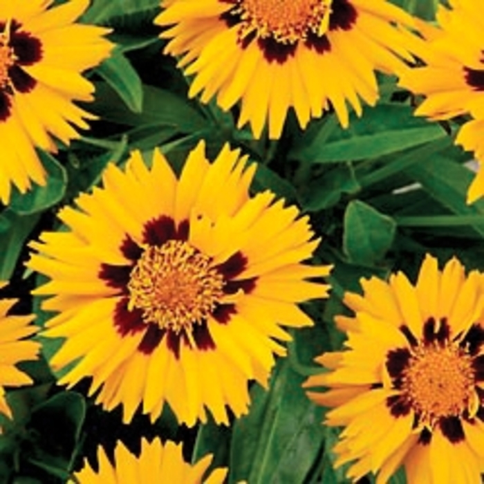 'Sunfire' Tickseed - Coreopsis grandiflora from Robinson Florists