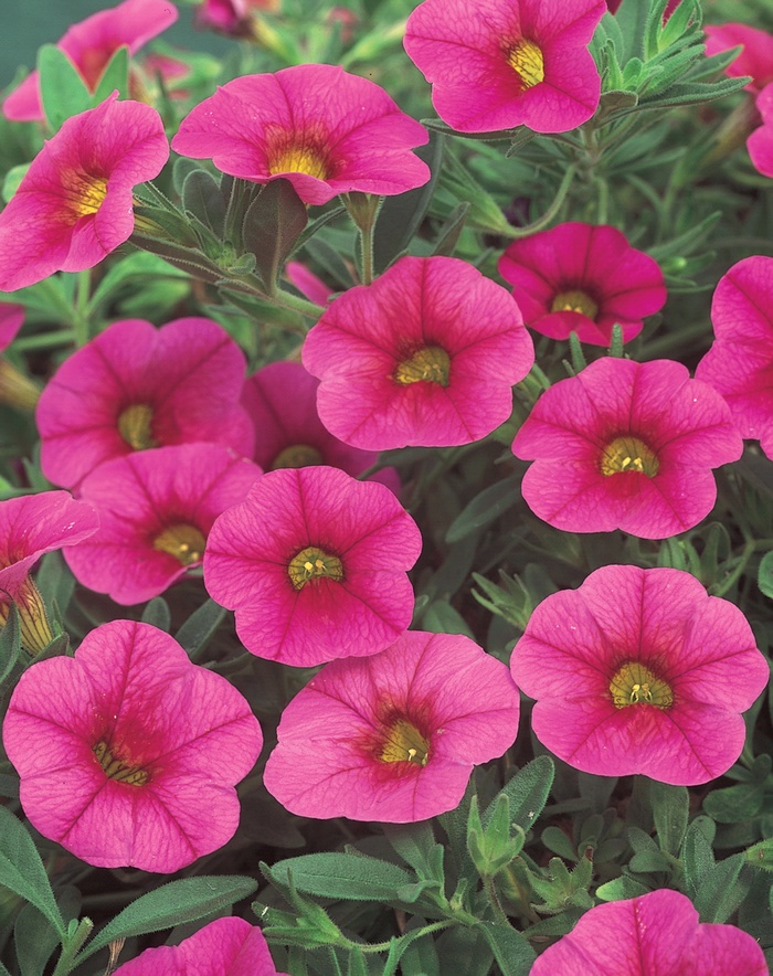 Superbells® 'Cherry Red' - Calibrachoa from Robinson Florists