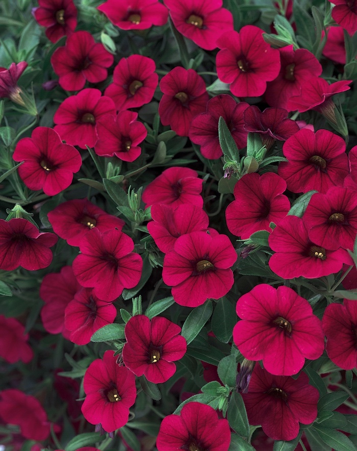 Superbells® 'Red' - Calibrachoa from Robinson Florists