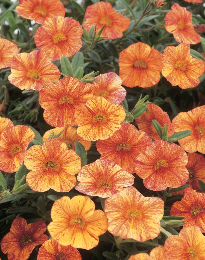 Superbells&reg; ''Tequila Sunrise'' - Calibrachoa from Robinson Florists
