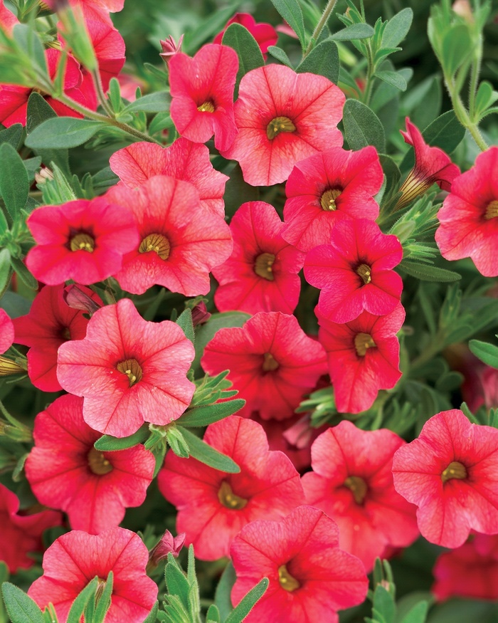 Superbells&reg; 'Coralberry Punch&trade;' - Calibrachoa from Robinson Florists