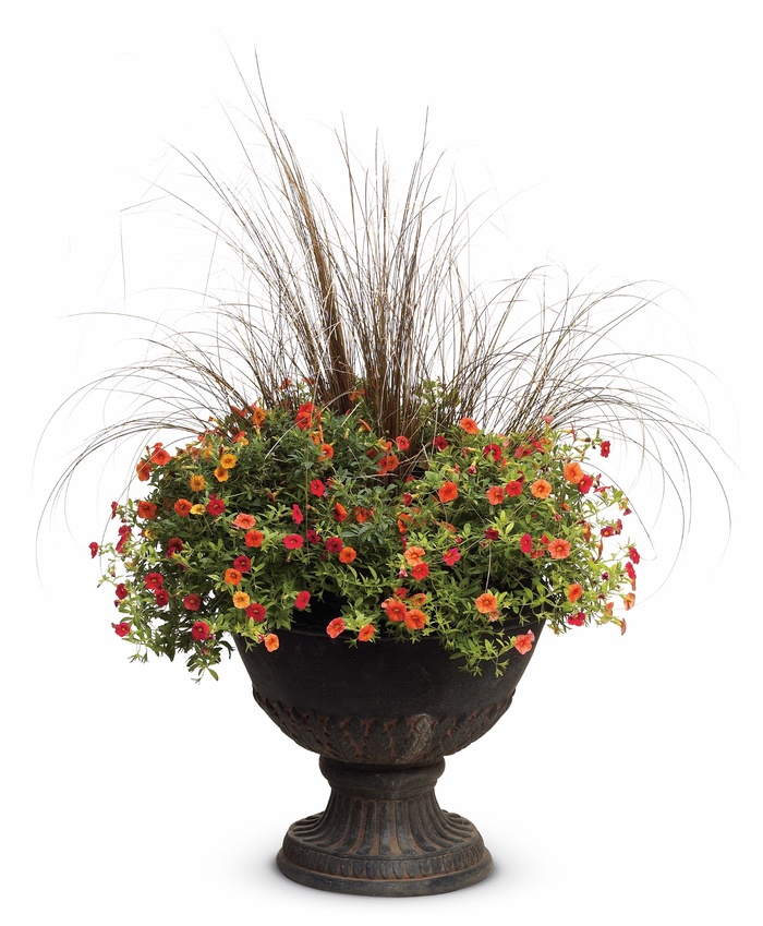 Superbells® 'Dreamsicle®' - Calibrachoa from Robinson Florists