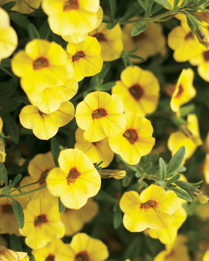 Superbells&reg; 'Saffron' - Calibrachoa from Robinson Florists