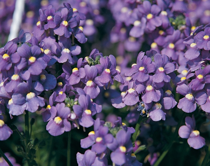 Bluebird - Nemesia fruticans from Robinson Florists