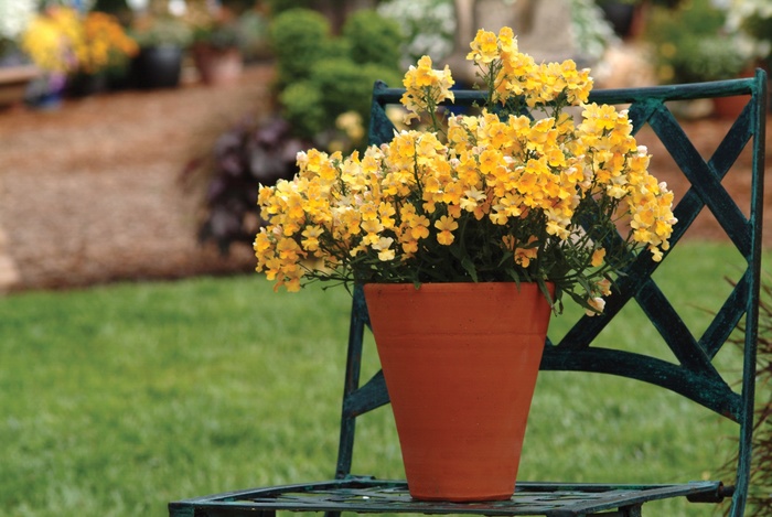 Sunsatia® ''Lemon'' - Nemesia from Robinson Florists