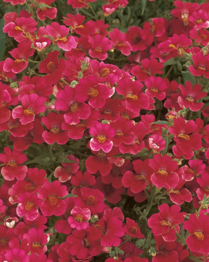 Sunsatia® ''Cranberry'' - Nemesia from Robinson Florists