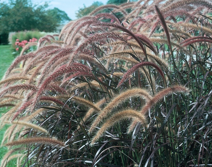 Graceful Grasses® 'Rubrum' - Pennisetum setaceum (Purple Fountain Grass) from Robinson Florists