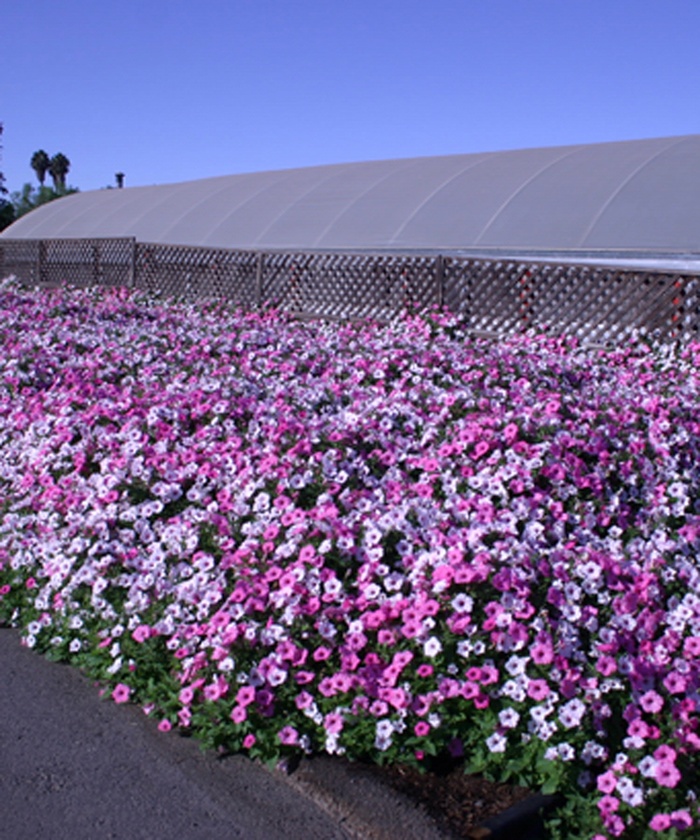 Supertunia Vista® 'Silverberry' - Petunia from Robinson Florists