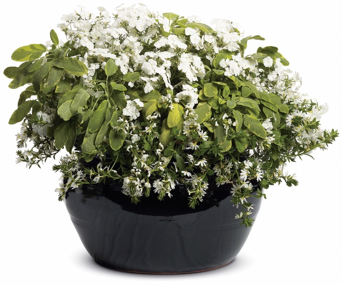 Intensia® 'White' - Phlox from Robinson Florists