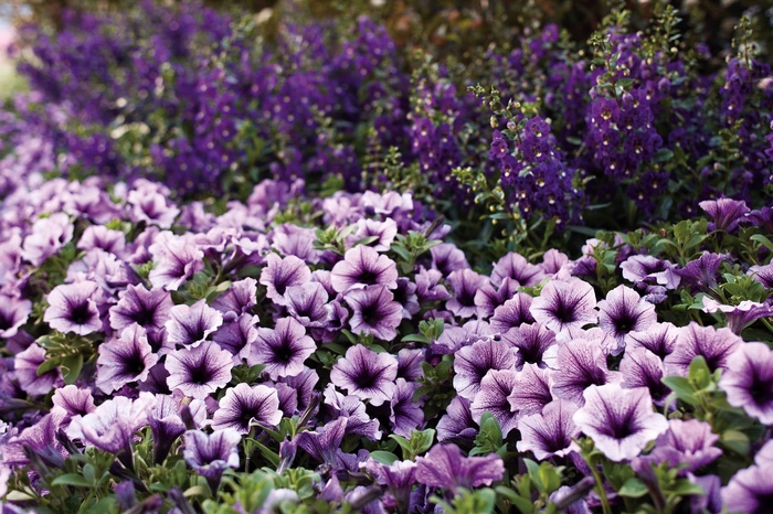 Supertunia® 'Bordeaux™' - Petunia from Robinson Florists