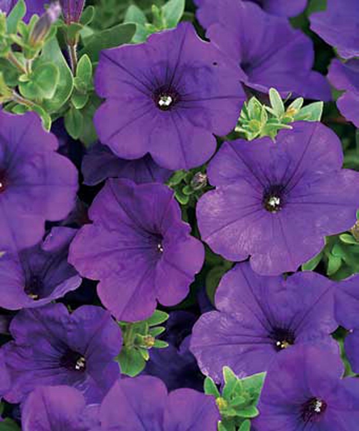 Supertunia® ''Royal Velvet®'' - Petunia from Robinson Florists