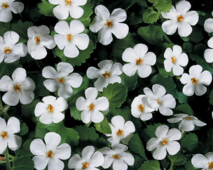 Snowstorm® ''Giant Snowflake®'' - Sutera cordata (Bacopa) from Robinson Florists