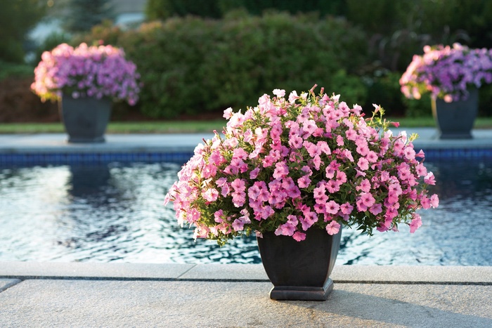 Supertunia Vista® ''Bubblegum®'' - Petunia from Robinson Florists