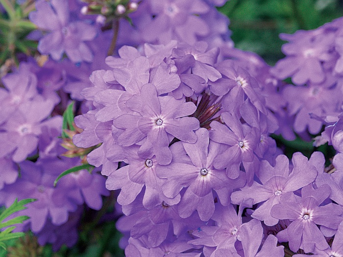 Superbena® ''Large Lilac Blue'' - Verbena from Robinson Florists