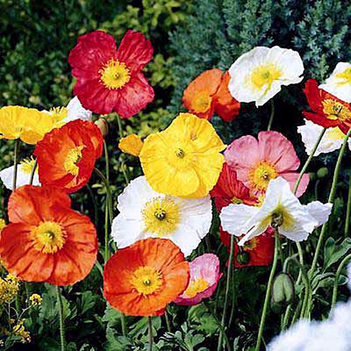 'Wonderland Mix' Poppy - Papaver from Robinson Florists