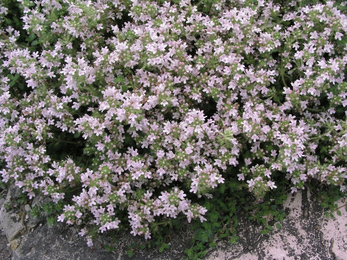 'Pink Chintz' Thyme - Thymus serpyllum from Robinson Florists