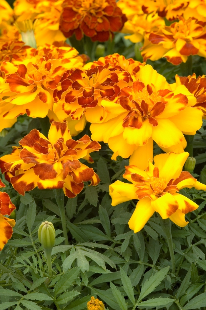 'Safari Bolero' French Marigold - Tagetes patula from Robinson Florists