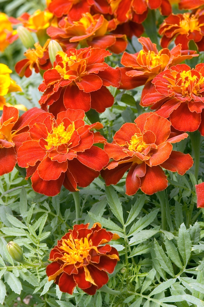 'Safari Red' French Marigold - Tagetes patula from Robinson Florists