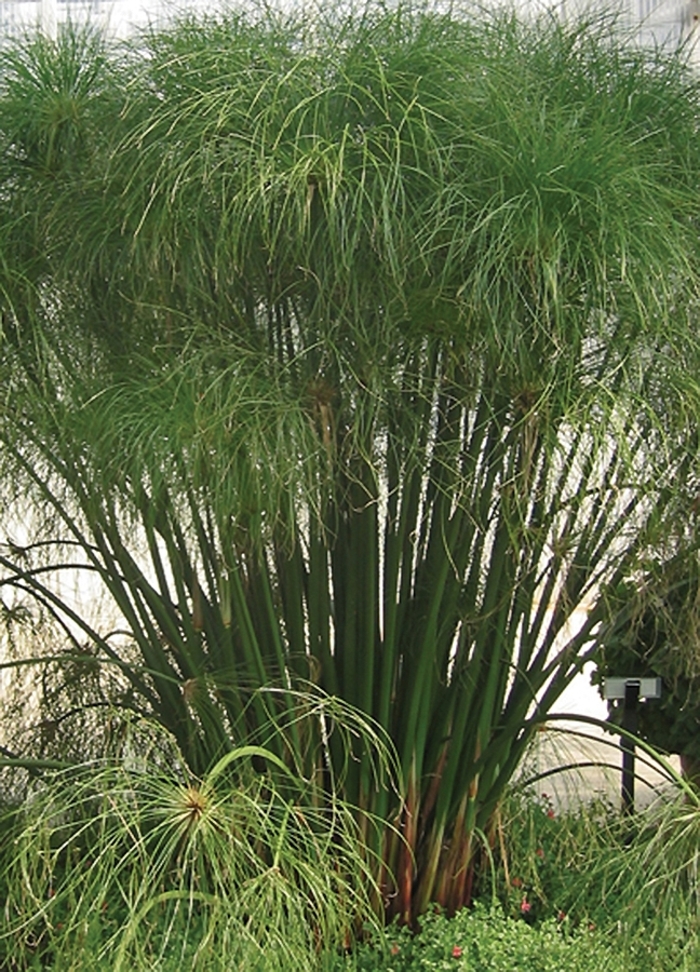 Graceful Grasses® ''King Tut®'' - Cyperus papyrus (Egyptian Papyrus) from Robinson Florists