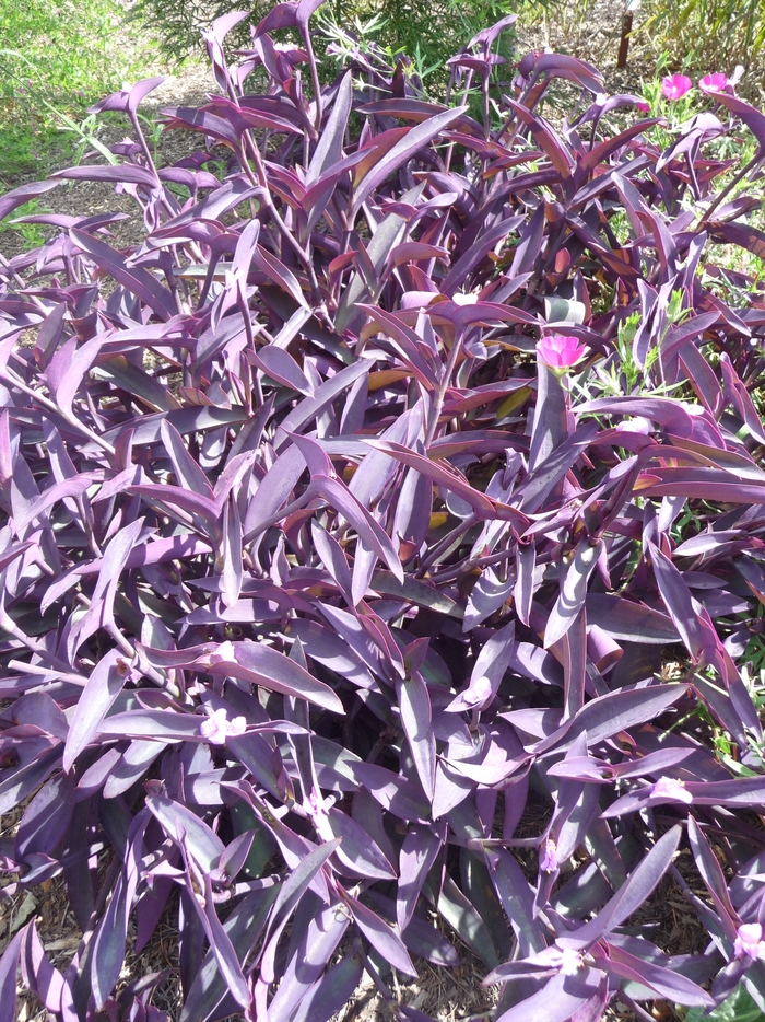 'Purple Heart' Wandering Jew - Setcreasea pallida from Robinson Florists