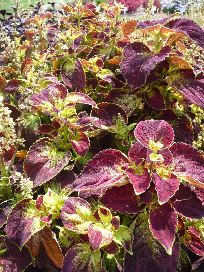 ColorBlaze® ''Dipt in Wine'' - coleus scutellarioides from Robinson Florists