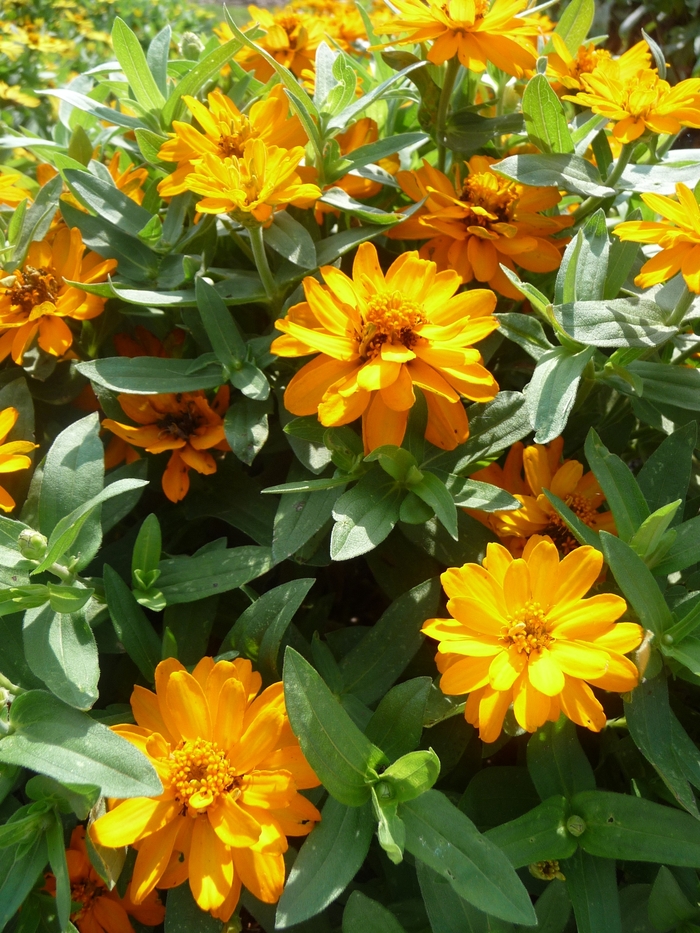 Profusion 'Double Golden' - Zinnia from Robinson Florists