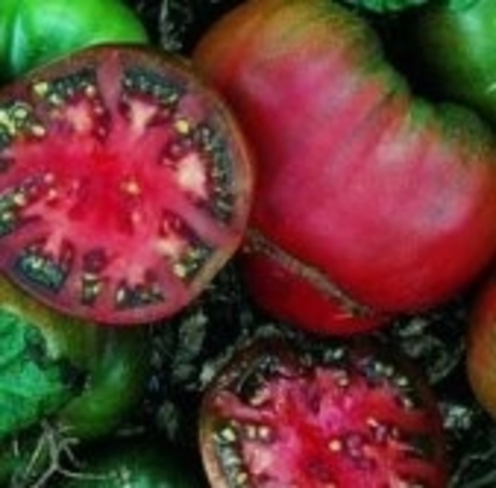 'Black Krim' Tomato - Lycopersicon esculentum from Robinson Florists