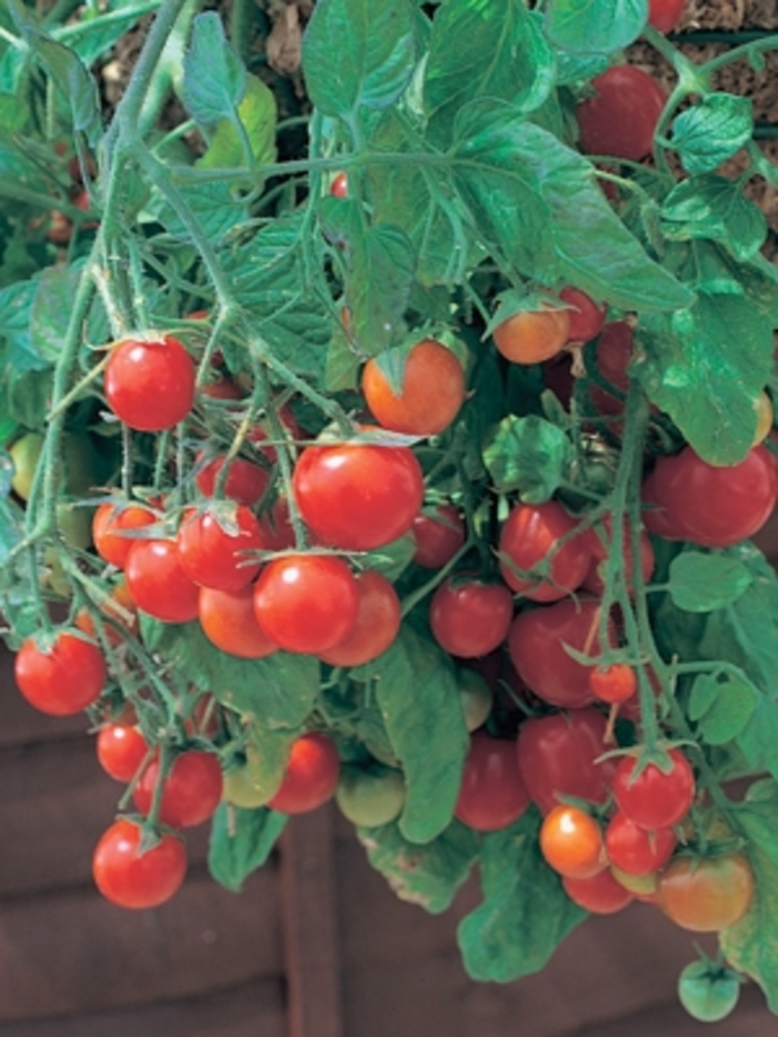 Culinary Couture™ 'Tumbling Tom Red' - Lycopersicon esculentum (Tomato) from Robinson Florists