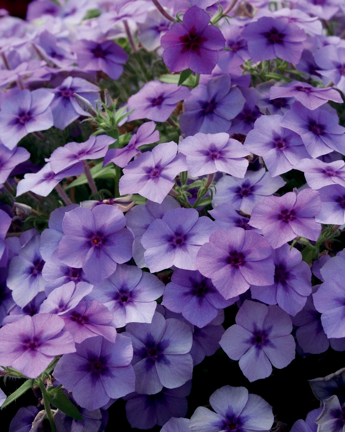 Intensia® ''Blueberry'' - Phlox from Robinson Florists