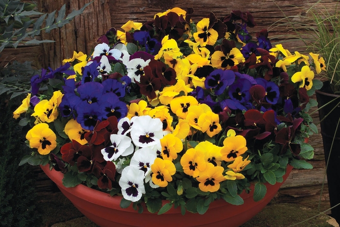 Delta™ ''Blotched Formula Mix'' - Viola x wittrockiana (Pansy) from Robinson Florists