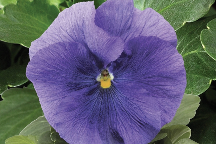 Delta™ Premium 'Pure Light Blue' - Viola x wittrockiana (Pansy) from Robinson Florists