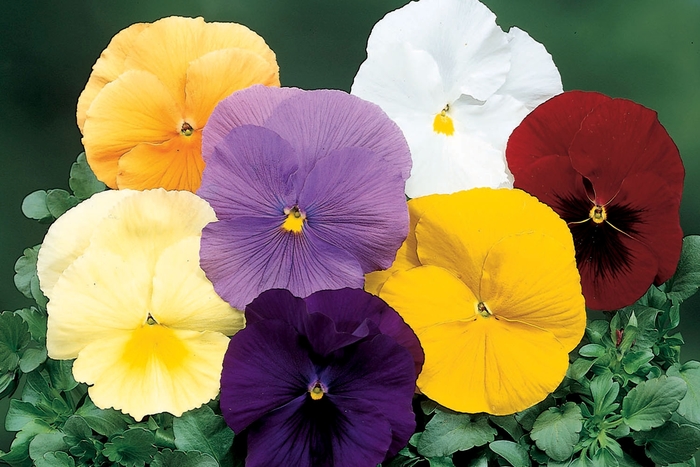 Delta™ 'Pure Colors Mix' - Viola x wittrockiana (Pansy) from Robinson Florists