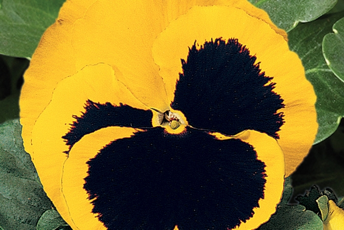 Delta™ Premium 'Yellow w/Blotch' - Viola x wittrockiana (Pansy) from Robinson Florists