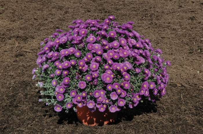 ''Magic™ Purple'' - Aster novi-belgii from Robinson Florists