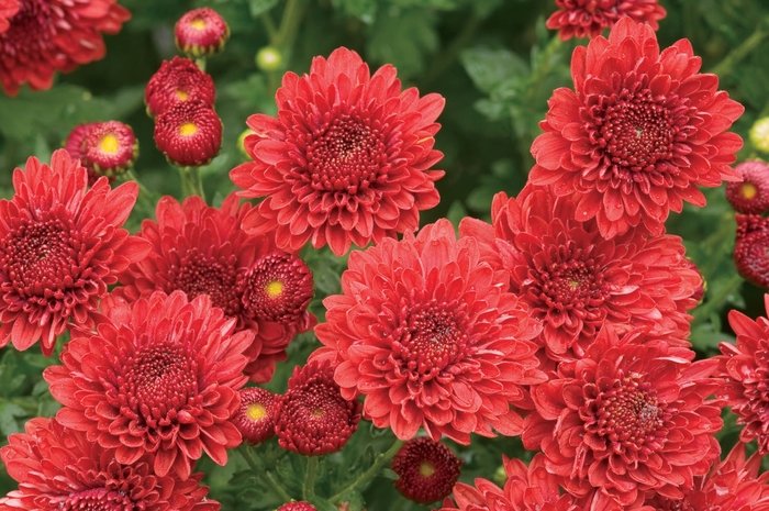 ''Jolly Cheryl Red'' Garden Mum - Chrysanthemum x morifolium from Robinson Florists