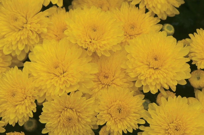 ''Sparkling Cheryl Yellow'' Garden Mum - Chrysanthemum x morifolium from Robinson Florists