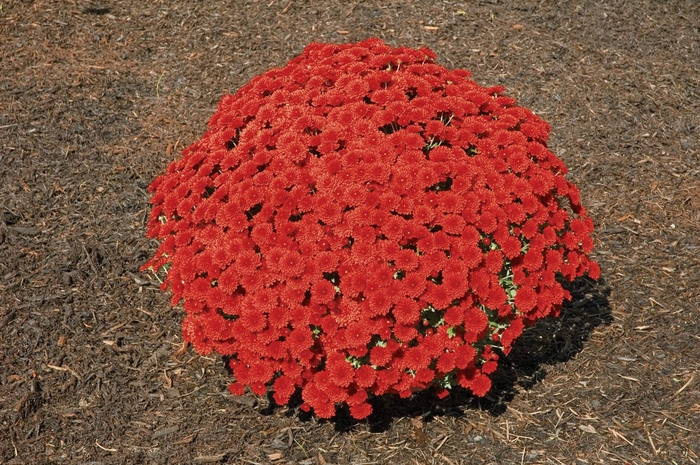 ''Tabitha™ Scarlet'' Garden Mum - Chrysanthemum x morifolium from Robinson Florists