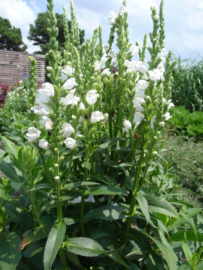 'Crystal Peak White' Obedient Plant - Physostegia virginiana from Robinson Florists