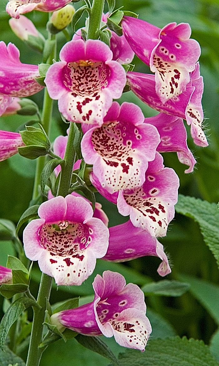 'Foxy' Foxglove - Digitalis purpurea from Robinson Florists