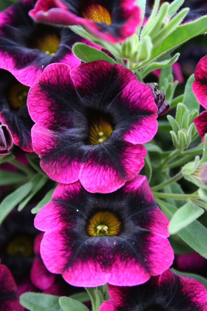 Superbells&reg; 'Blackberry Punch' - Calibrachoa from Robinson Florists