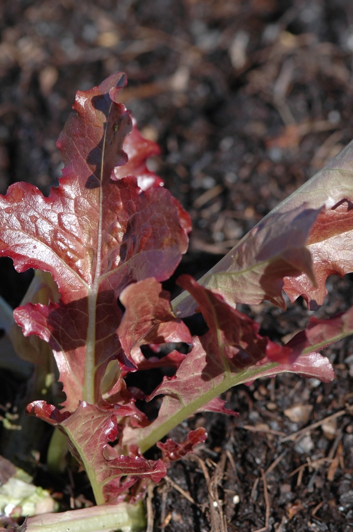 'Red Salad Bowl' Red Salad Bowl Lettuce - Lactuca sativa from Robinson Florists