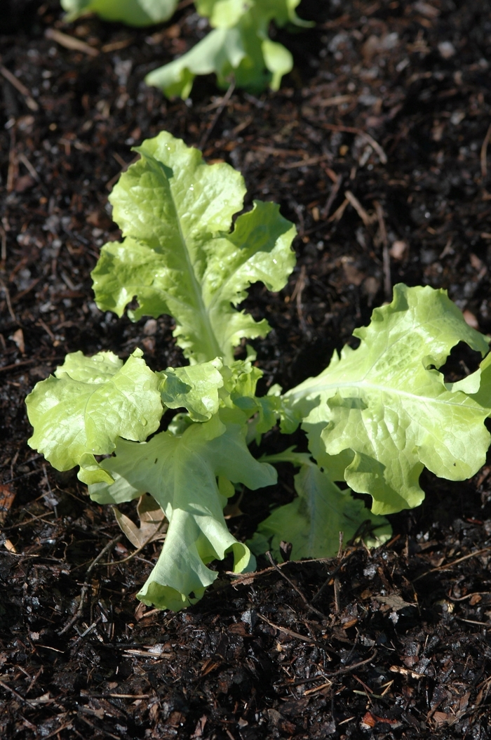 'Saladbowl' Lettuce - Lactuca sativa from Robinson Florists