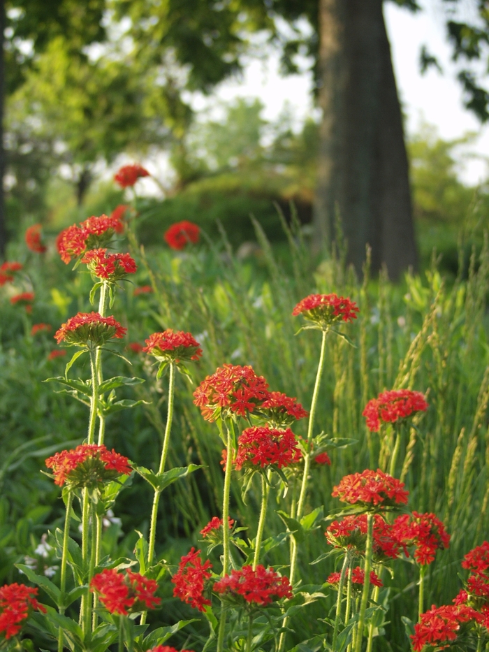 Maltese Cross - Lychnis chalcedonica from Robinson Florists