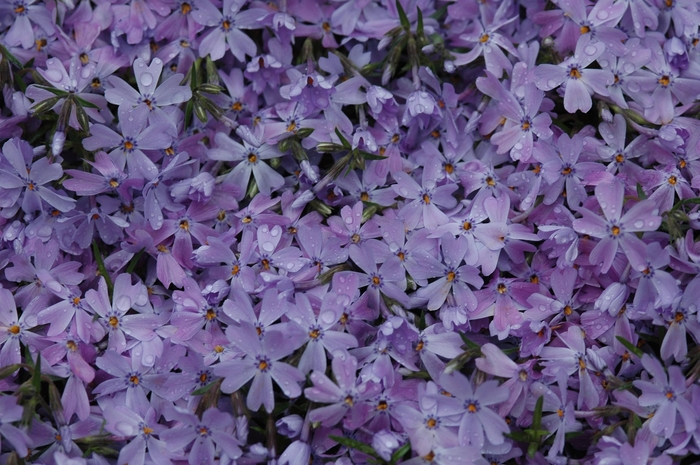 'Emerald Blue' Creeping Phlox - Phlox subulata from Robinson Florists